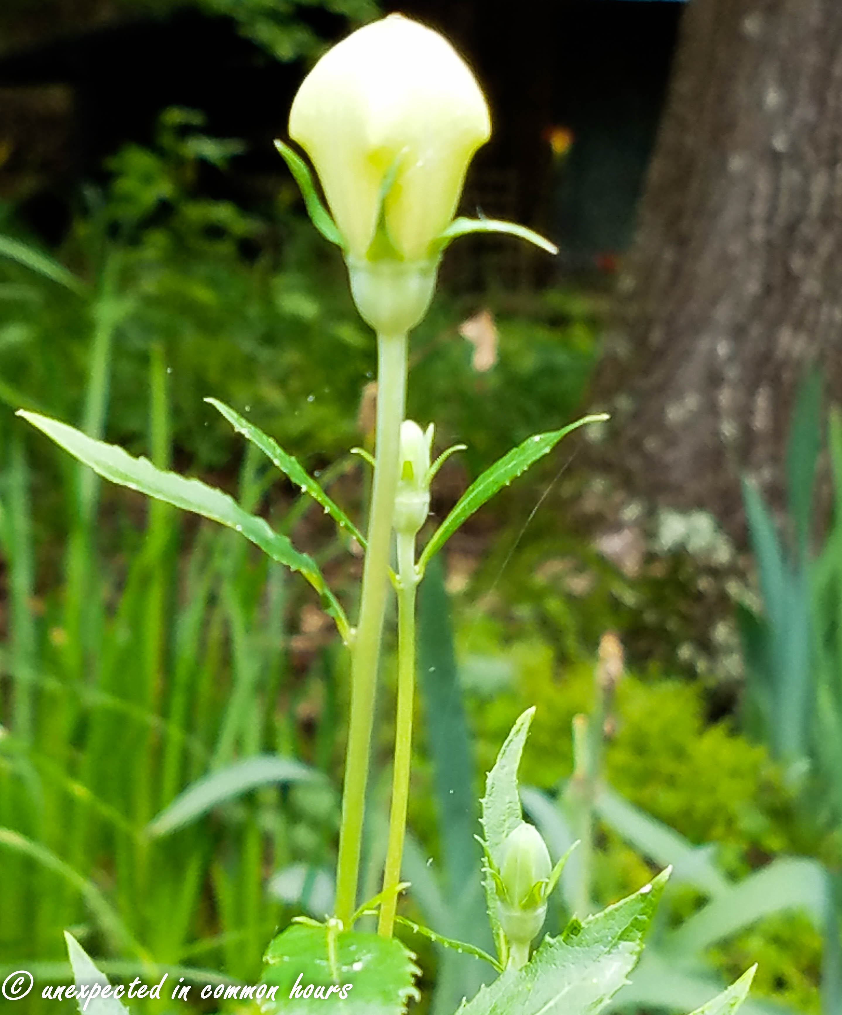 Balloon flowers Unexpected in common hours