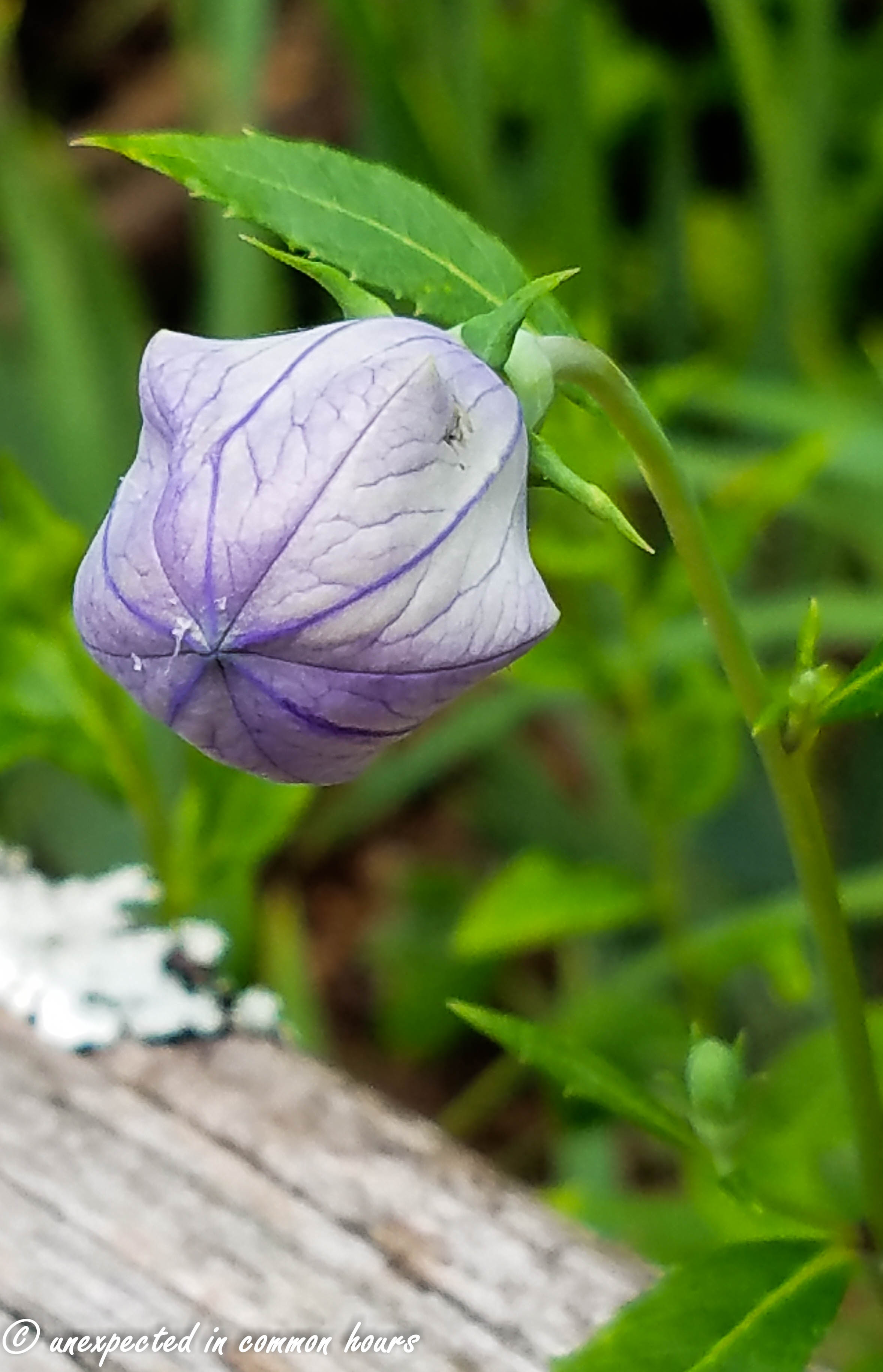 Balloon flowers Unexpected in common hours