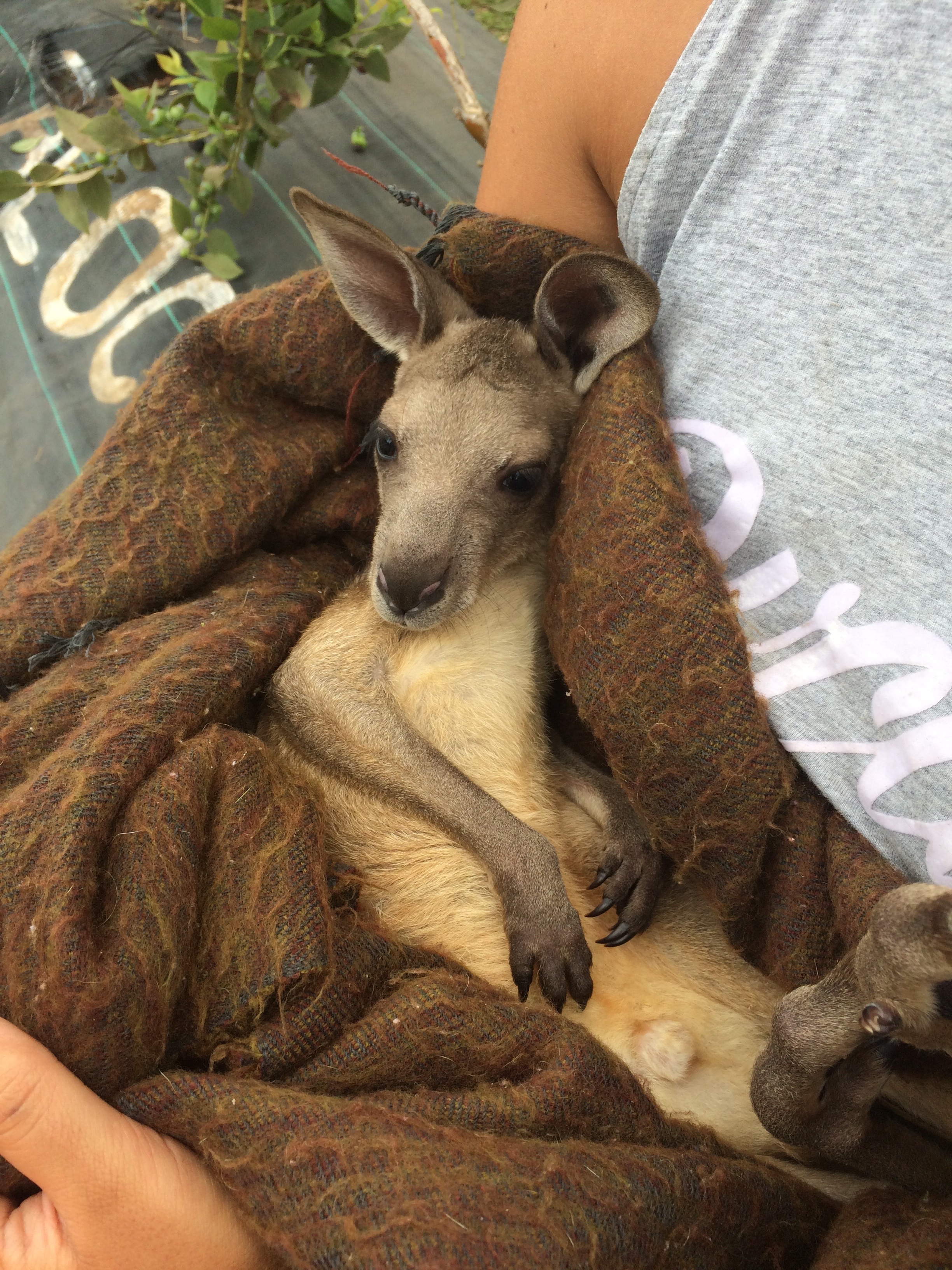 Everything in Australia will kill you Unexplored Footsteps