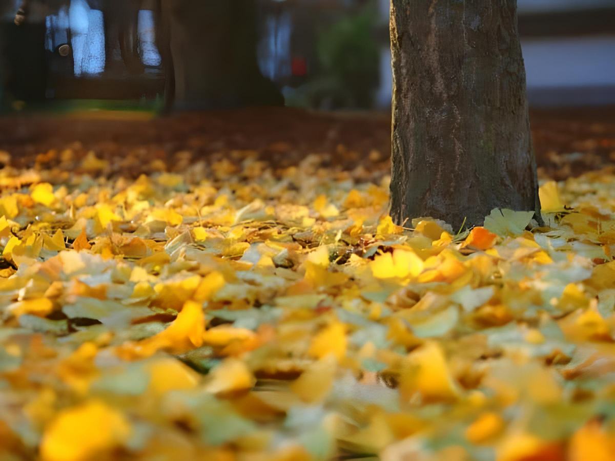 Sonbaharda Neden Ağaçların Hepsi Yapraklarını Dökmez?