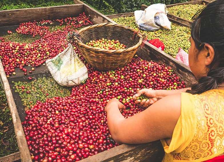 GREEN(NOT ROASTED) Nicaragua Finca Esperanza Verde