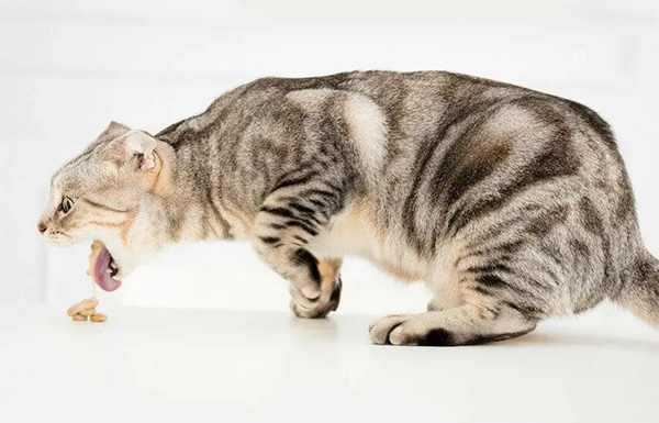 Cat Vomiting: Causes, Types & Color Chart - Unheard Miracles