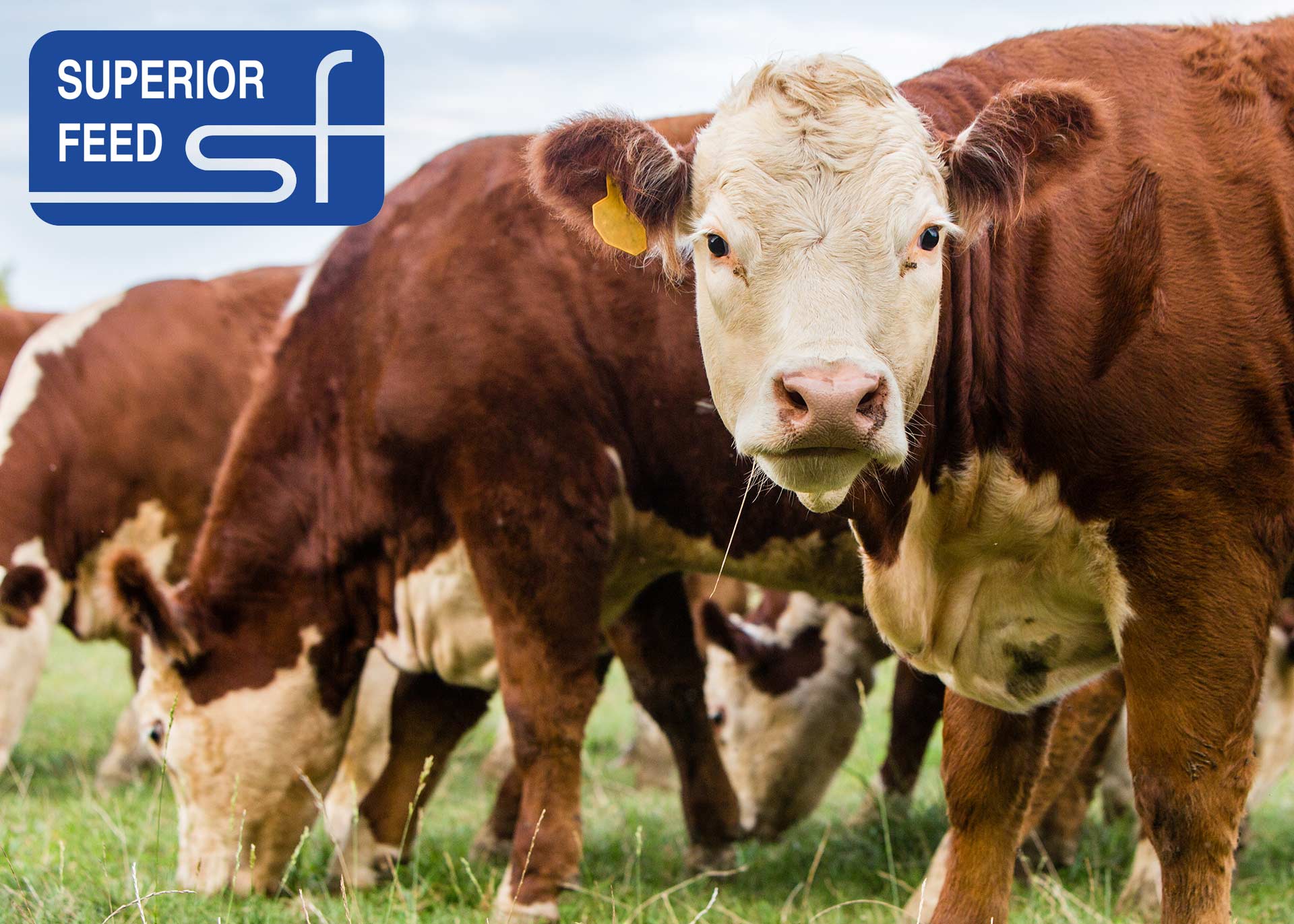 Loose Mineral Uniblok Canada