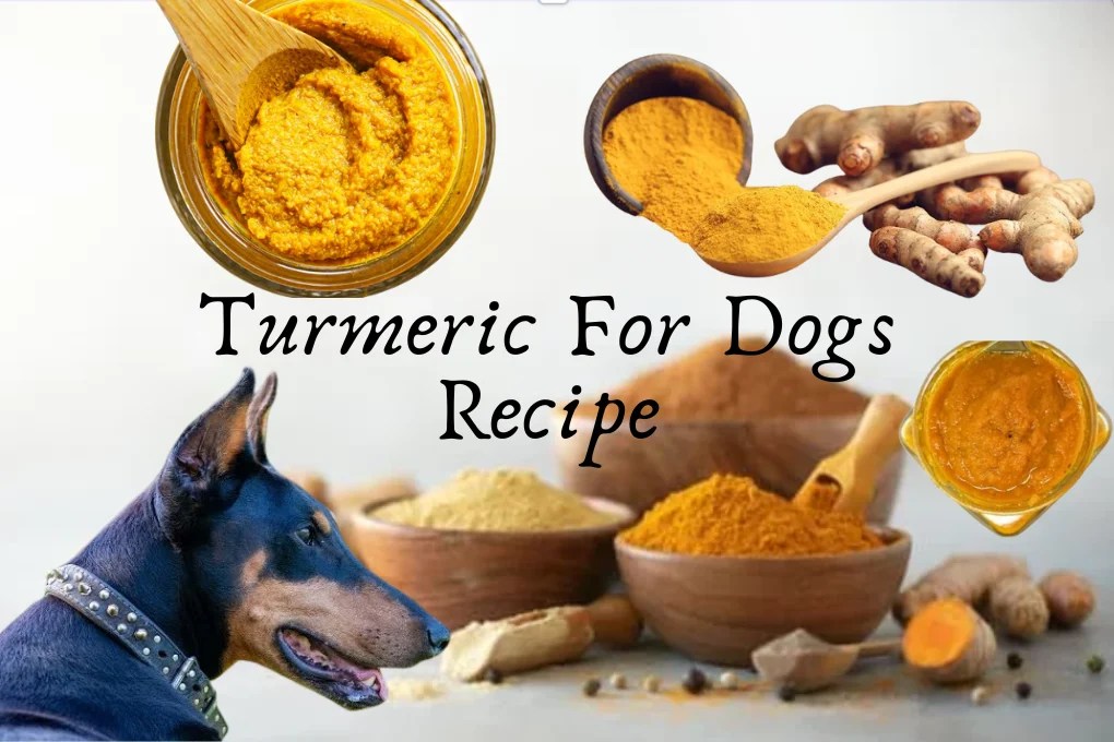 Turmeric For Dogs Recipe A Golden Boost for Furry Friend Unic Dog Food