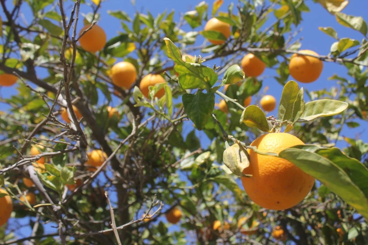 BUSCAN INCREMENTAR EL CULTIVO DE CÍTRICOS EN VALLE DE