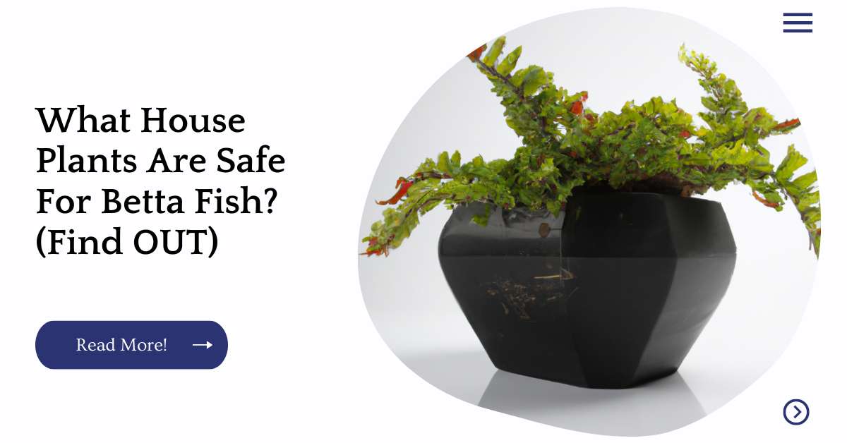 What House Plants Are Safe For Betta Fish? (Find OUT) Unified Garden
