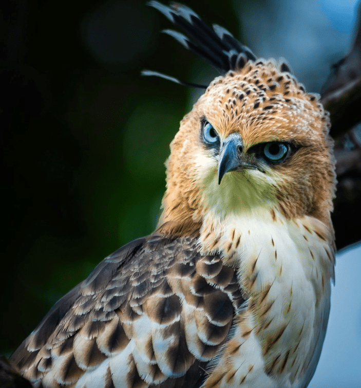 Native American Spirit Animals Hawk