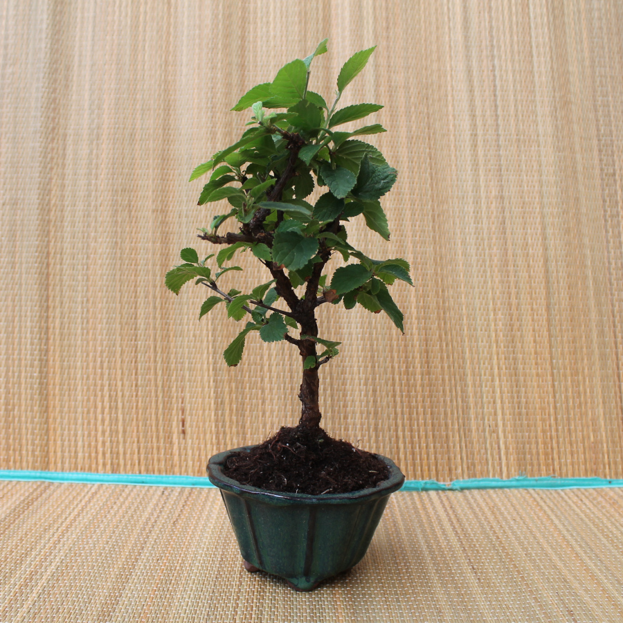 Prunus Tomentosa Luddkorsbar Prebonsai B 17 D 15 H 34 Cm 2014 Unik Botanik