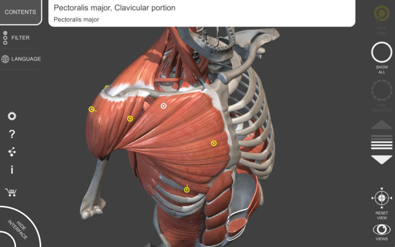 Muscular System 3D Atlas of Anatomy Unimersiv