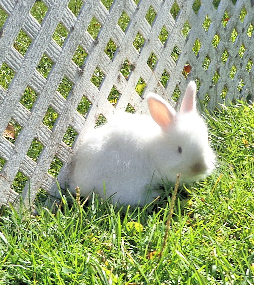 Разведение и кормление кроликов Кролики разведение, выращивание