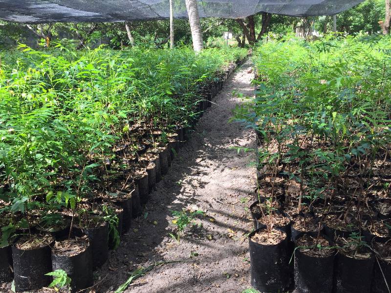 Neem’s Journey from the Nursery to our Plantations Unique