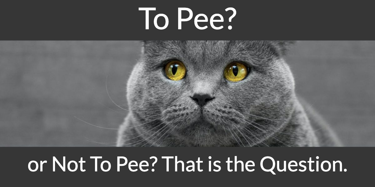 Is Breathing Dog Urine Dangerous