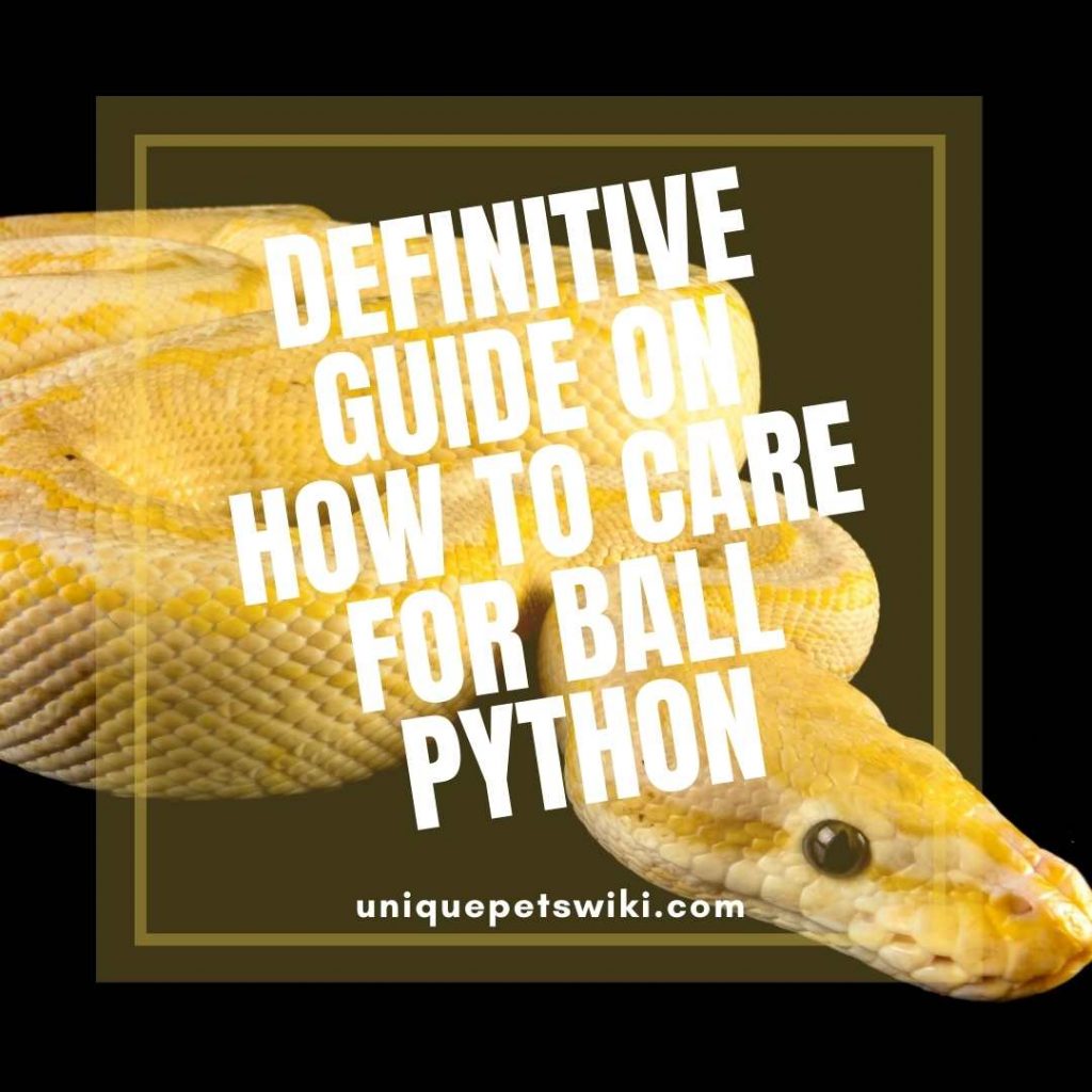 Definitive Guide on How to Care For Ball Pythons (Python Regius)