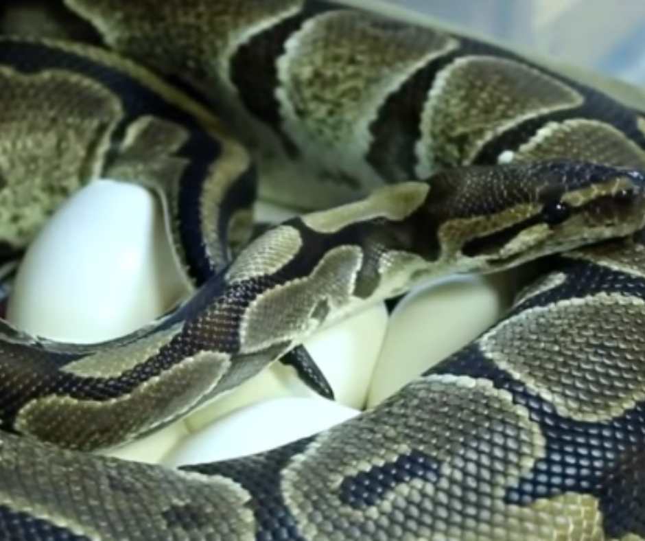 Ball Python Breeding The Complete Guide