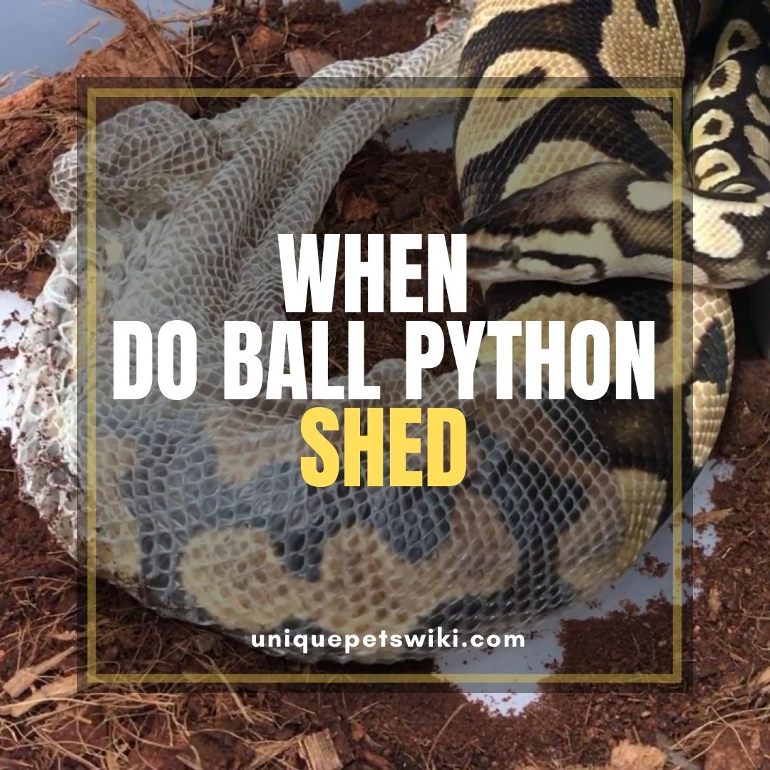 When Do Ball Pythons Shed? and How Often They Shed?