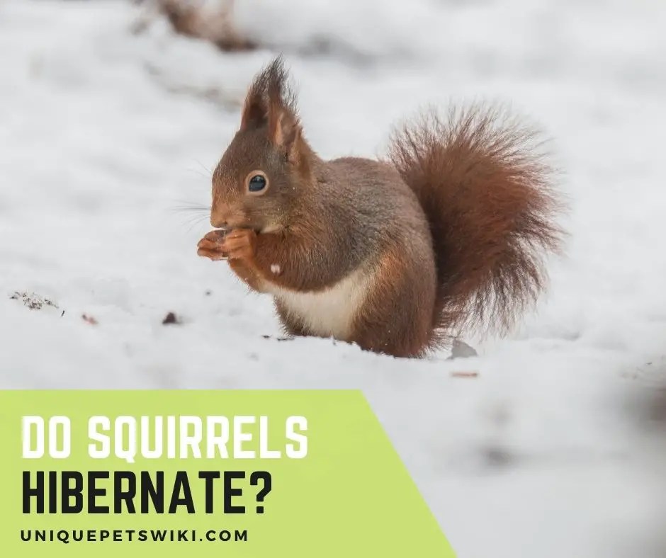 Do Squirrels Hibernate? 3 Things You Didn't Know