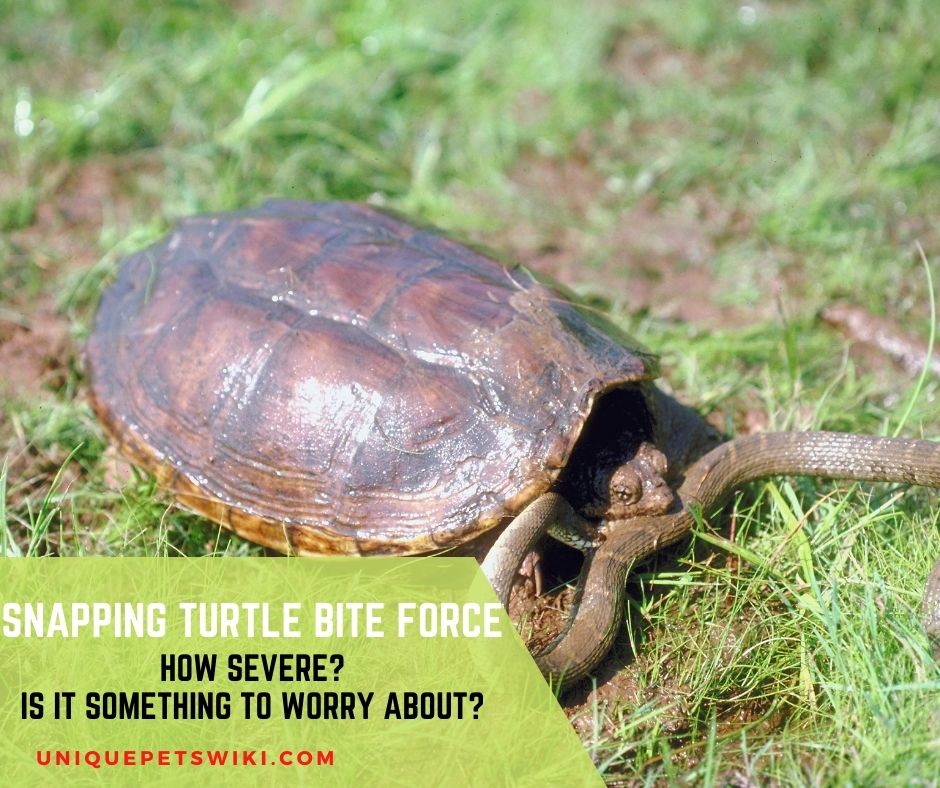 Snapping Turtle Bite Force & 10 Snapping Turtle Biting Facts
