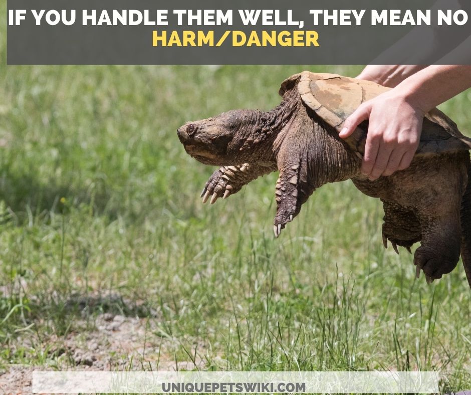 Snapping Turtles As Pets 20ThingsYouNeedToKnow