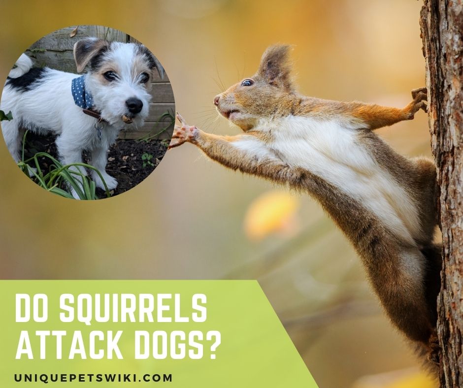 Do Squirrels Attack Dogs? What You Need to Know to Protect Your Pets