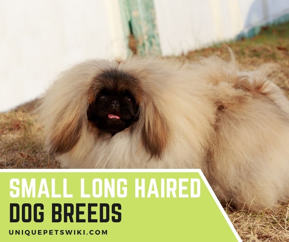 Top 10 Small Long Haired Dog Breeds For Pets (With Photos)