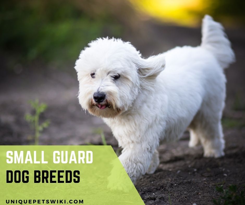 Top 23 Small Guard Dog Breeds (For Tiny Apartments)