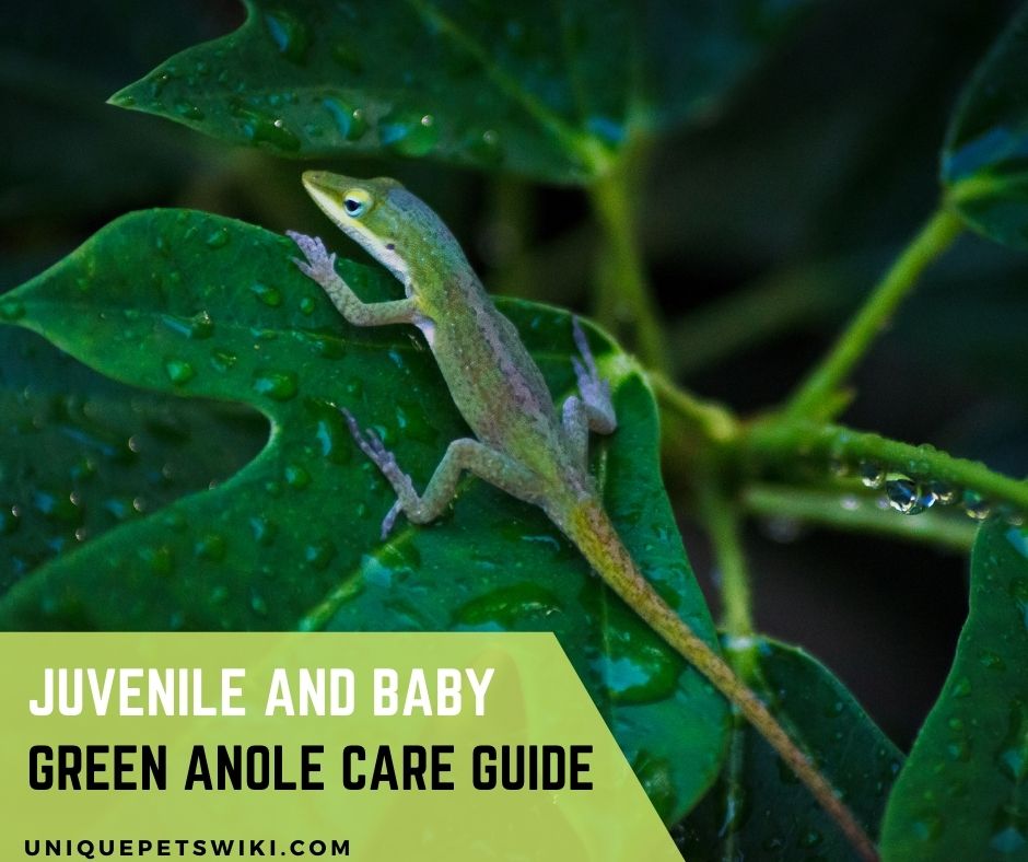 Juvenile And Baby Green Anole Care Guide (With Suppliers)