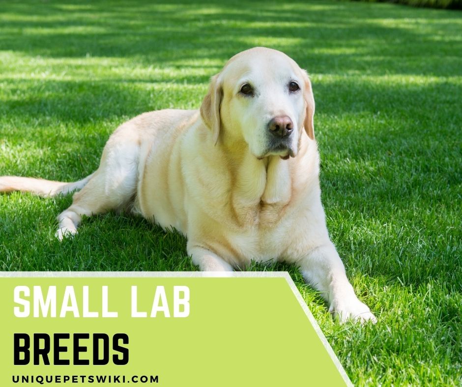 Top 10 Small Lab Breeds To Keep As Pets