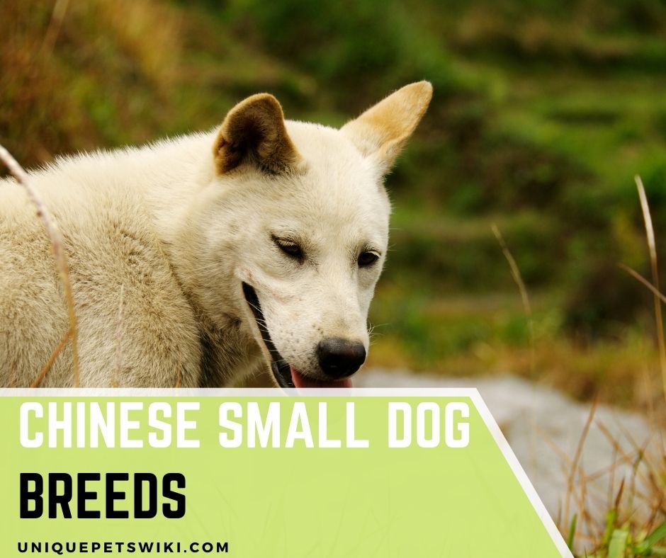 Top 10 Small Chinese Dog Breeds That Stays Small And Make Great Pets