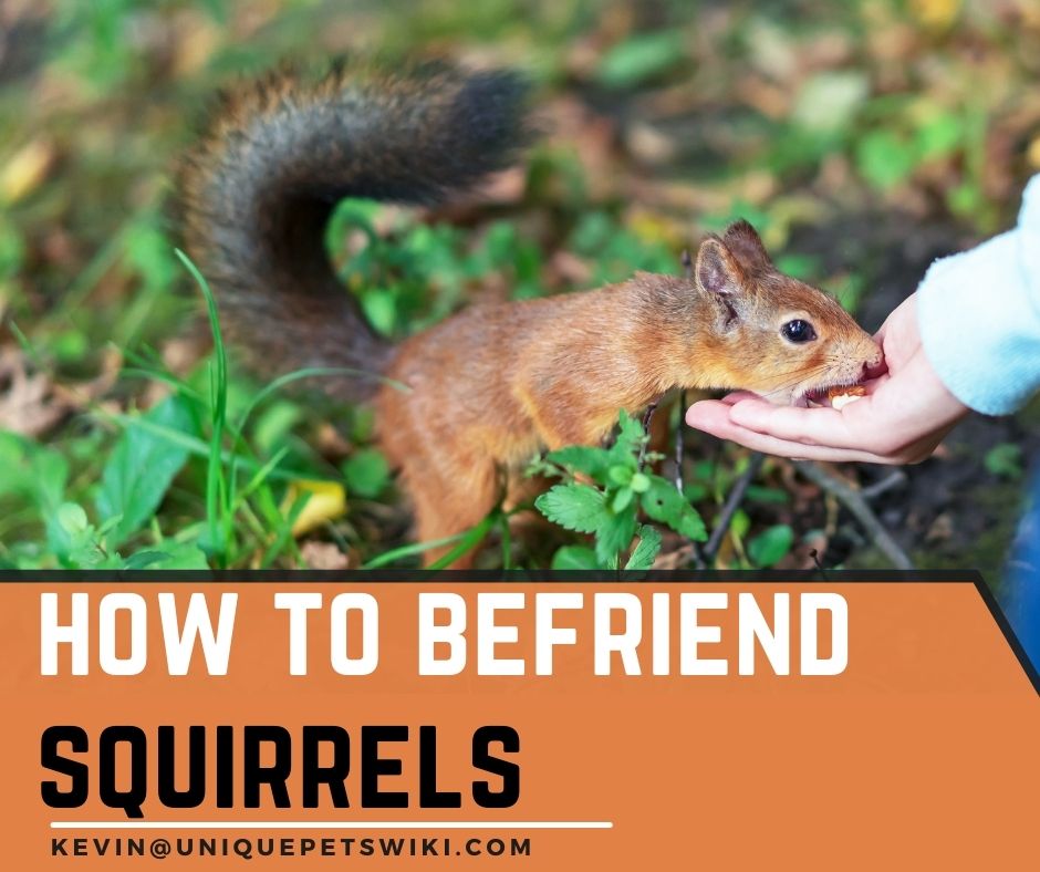 How to Befriend Squirrels? 5 Best Tips You Should Practice