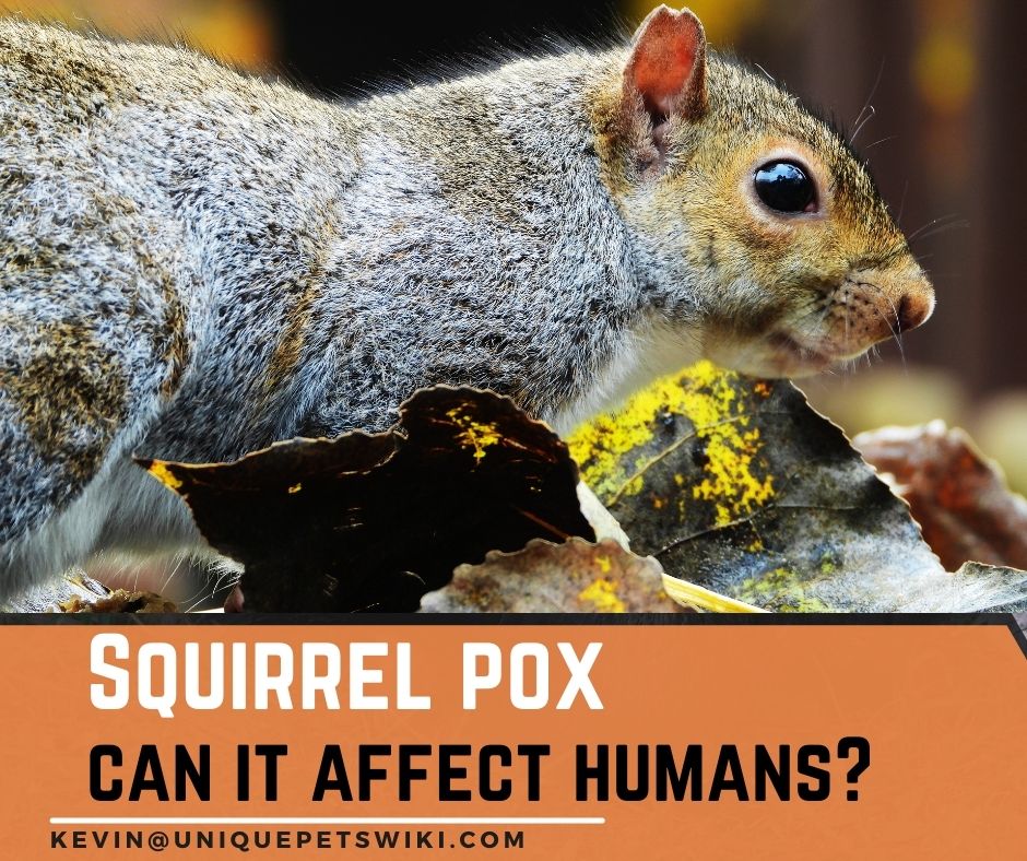 Squirrel Pox A Disease to Be Aware Of