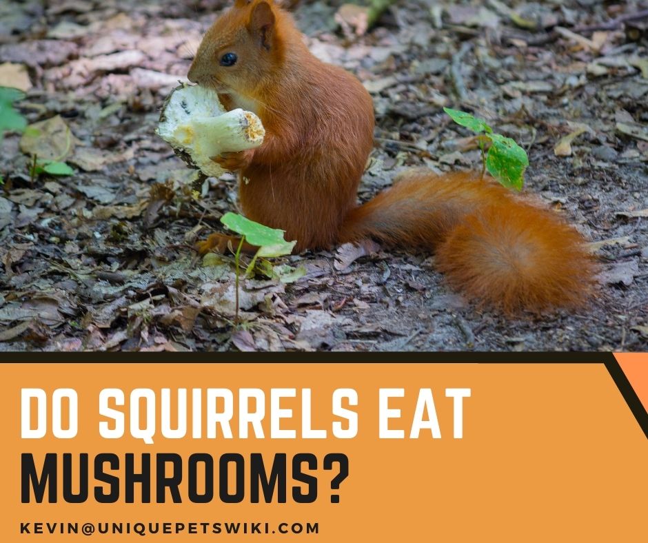 What Nuts Do Squirrels Eat? 5 Foods You Shouldn't Feed