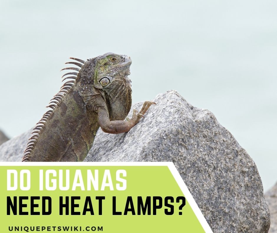 Do Iguanas Need Heat Lamps? 8 Best Heat Lamps For Iguanas