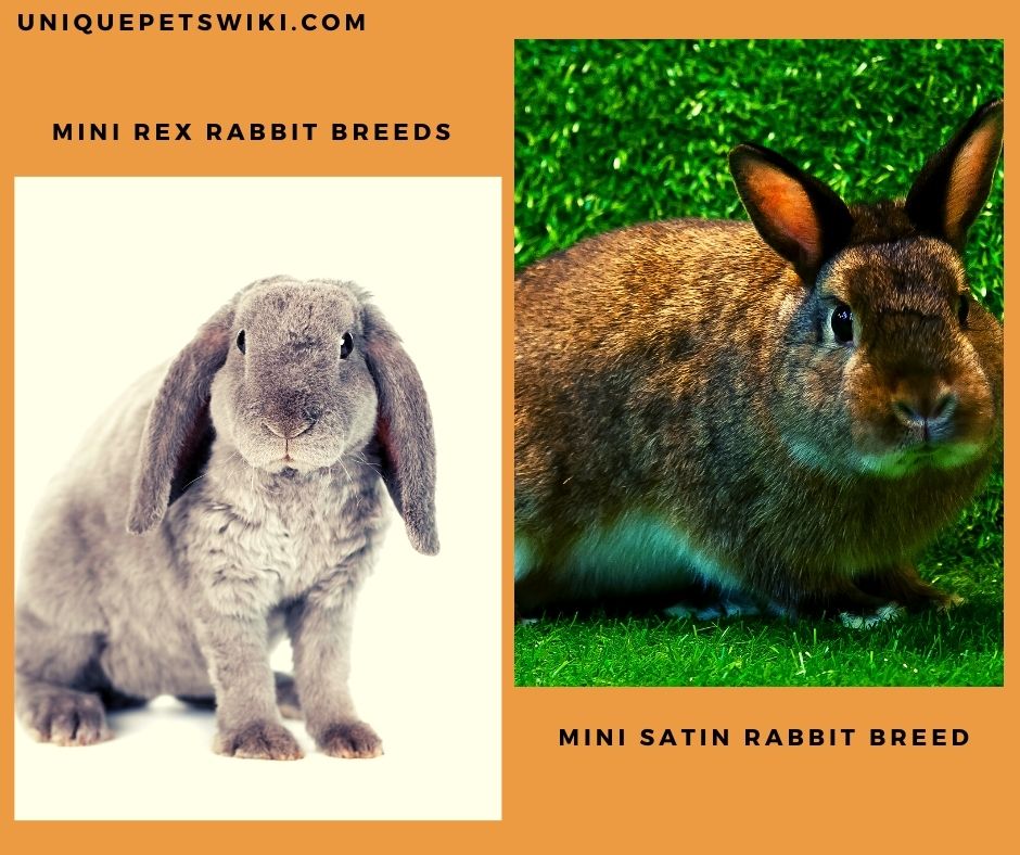 Top 15 Small Pet Rabbit Breeds With Care Tips You Should Know