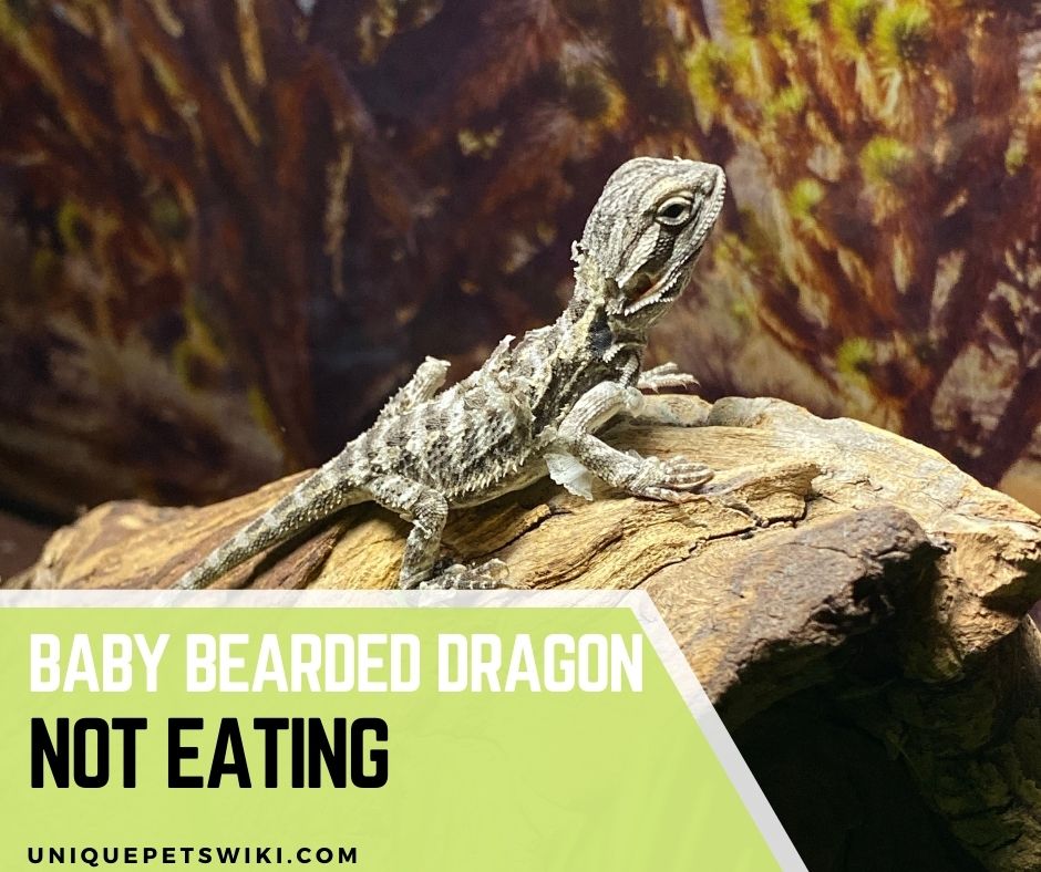 Baby Bearded Dragon Not Eating Causes And How To Encourage Them To Eat