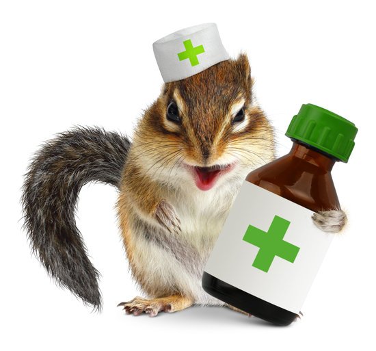 9 Signs of a Dying Squirrel (And Some Treatments from Vet)