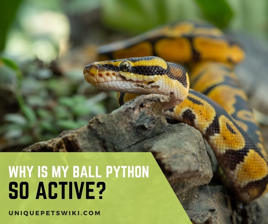 Why Is My Ball Python So Active?