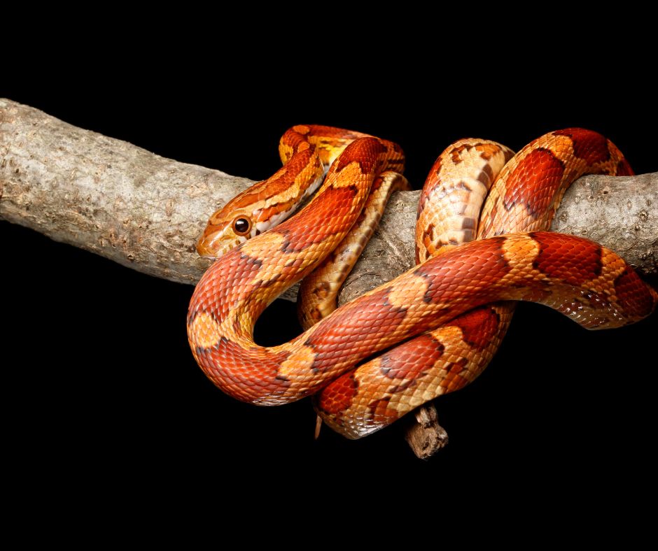 Can Corn Snakes Hear?