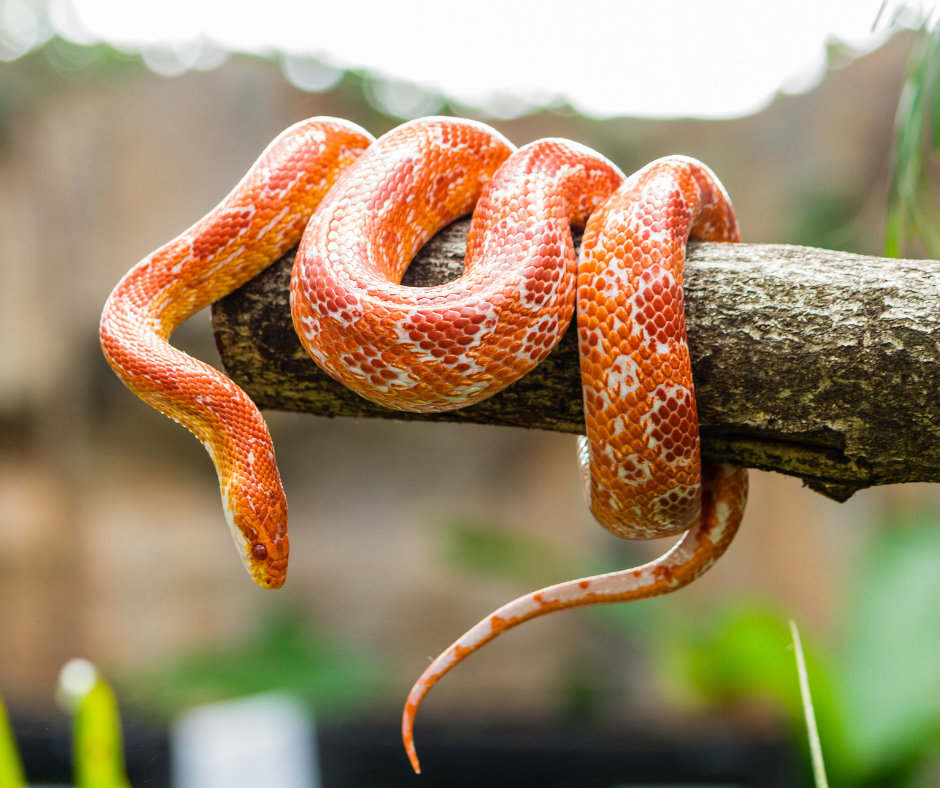 Can Corn Snakes Eat Chicks?