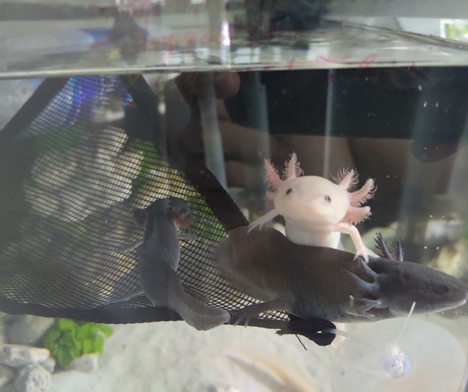 How to Change Water for Axolotls