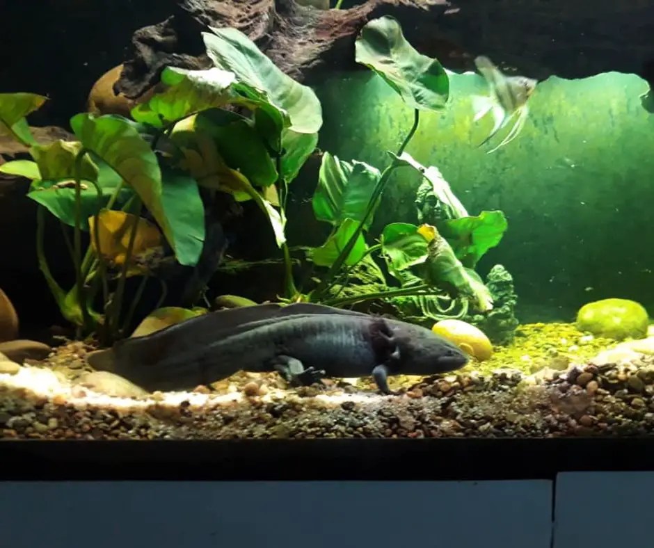 Can I Put an Algae Eater With Axolotls?
