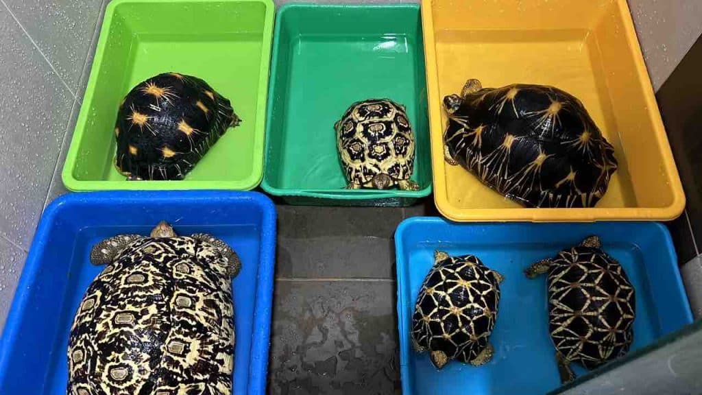 Water Needs of Sulcata Tortoises Understanding Hydration Requirements