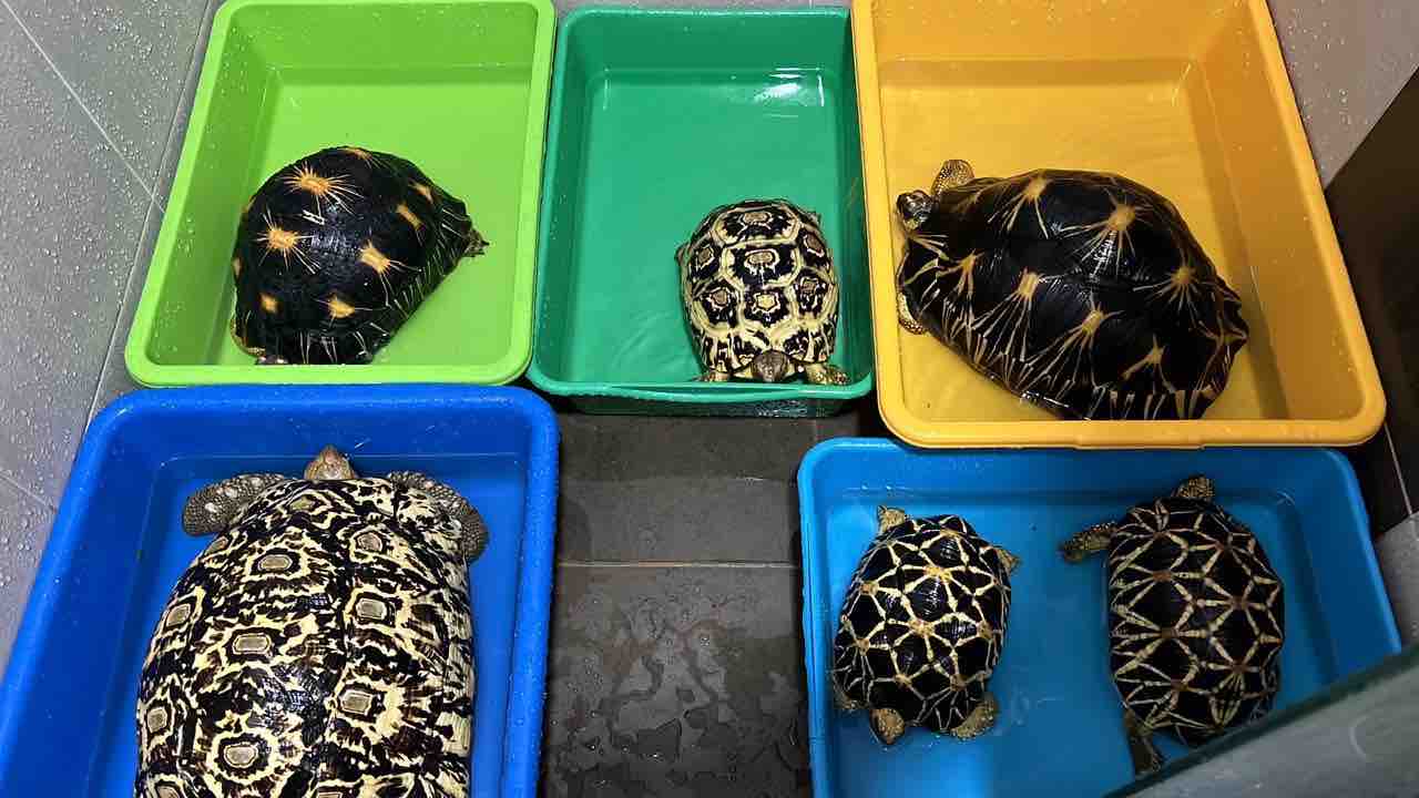 Water Needs of Sulcata Tortoises Understanding Hydration Requirements