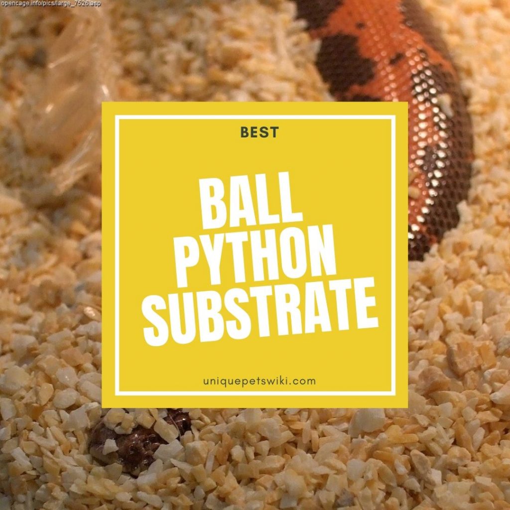 Ball Python Substrate How To Choose The Best? (Buyers Guide)