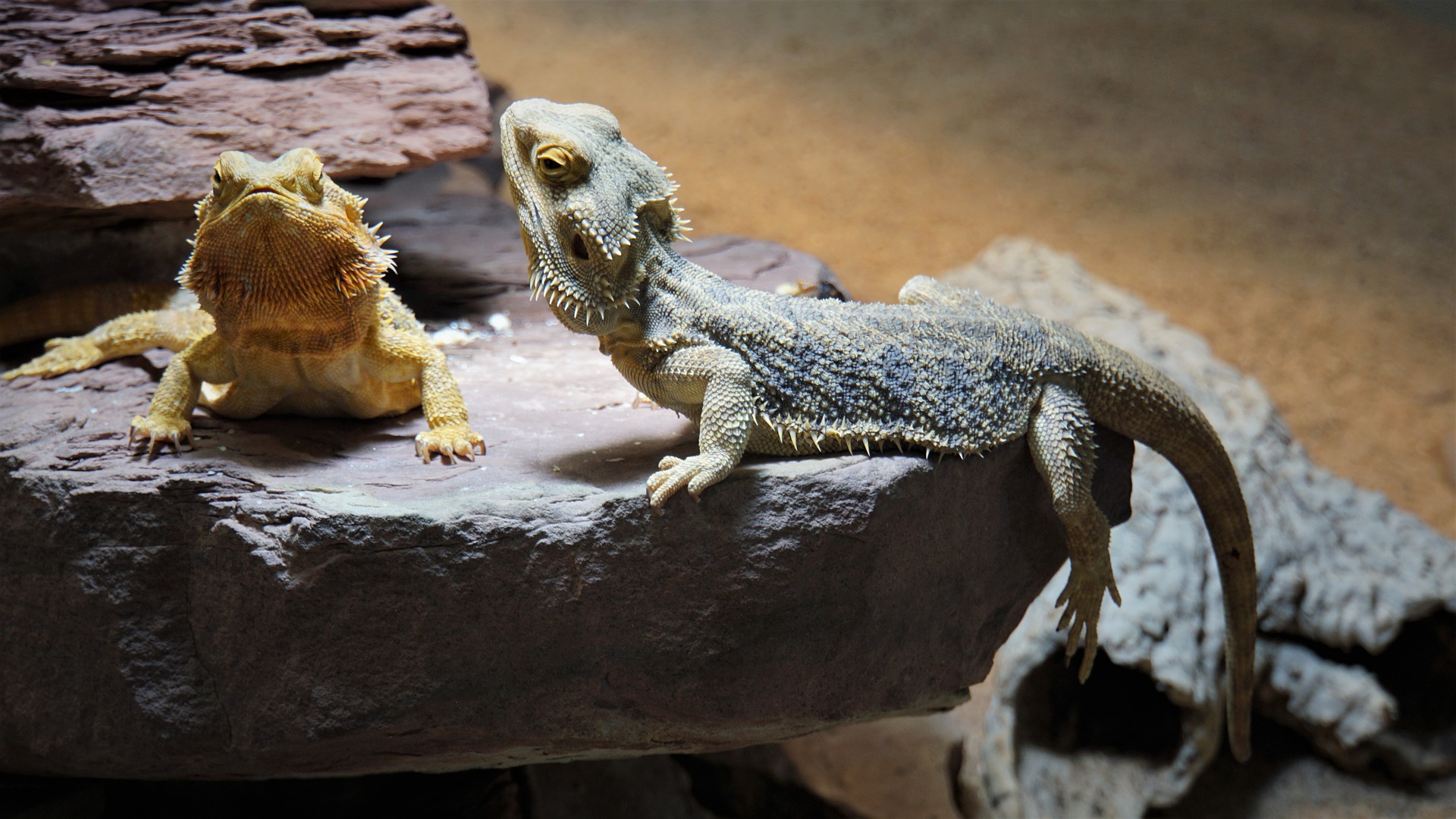 Shapes, colors and patterns of the bearded dragon (Fig.
