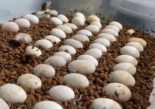 The Complete Guide To How To Incubate Crested Gecko Eggs