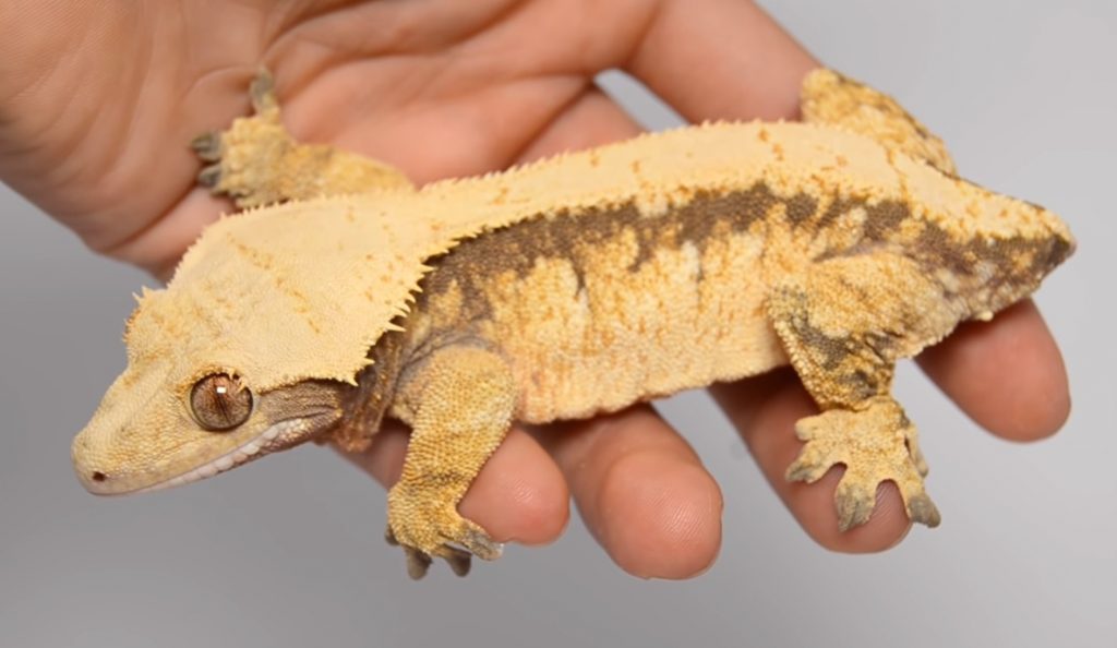 The Complete List Of Crested Gecko Morphs, Patterns
