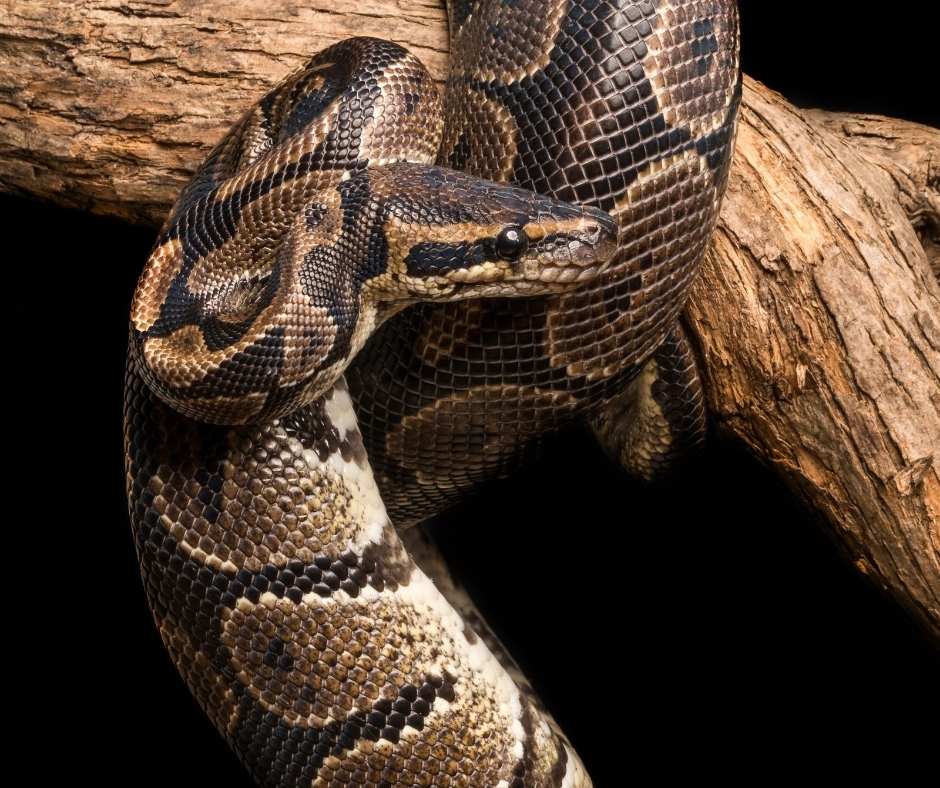 Beginner’s guide to semiarboreal snakes
