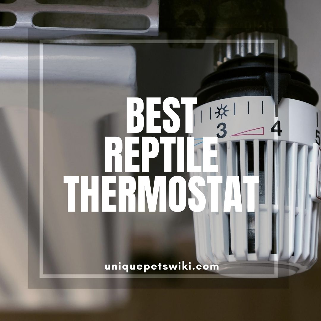 Best Reptile Thermostat & Their reviews 2020