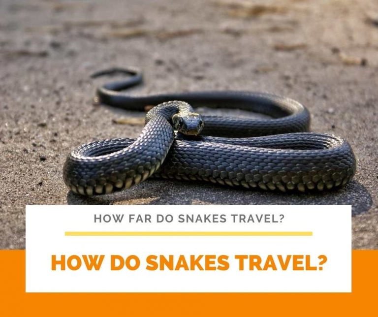 How Far Do Snakes Travel?