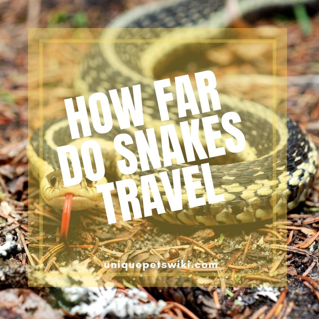 How Far Do Snakes Travel?